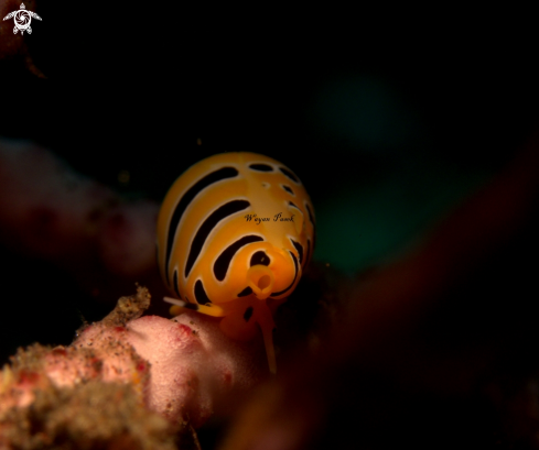 A Tiger Cowrie