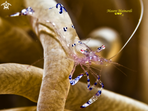 A underwater creature