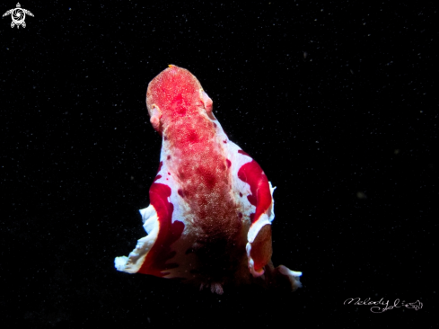 A Nudibranch