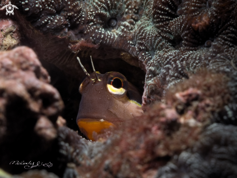 A Blenny 