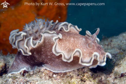 A Glossodoris hikuerensis | Nudibranche