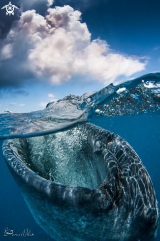 A Whaleshark