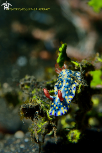 A Nudibranch