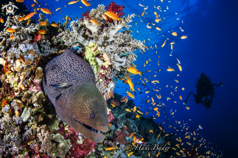 A moray eel