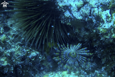 A seaurchin