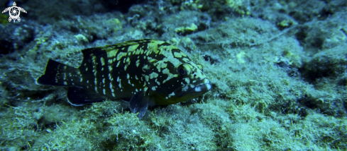 A Epinephelus marginatus | Grouper