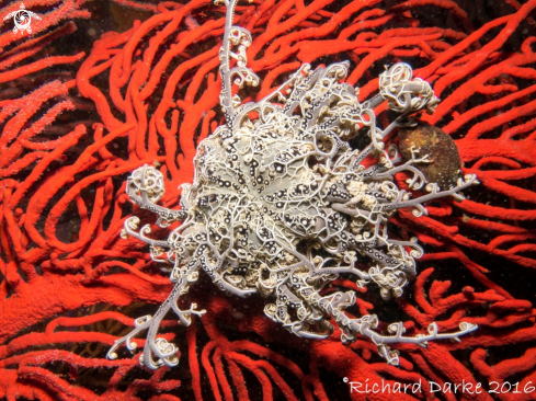 A Astrocladus euryale | Basket Star