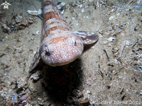 A Haploblepharus edwardsli | Puffadder Shyshark