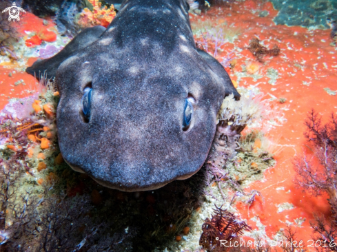 A Haploblepharus pictus | Dark Shyshark