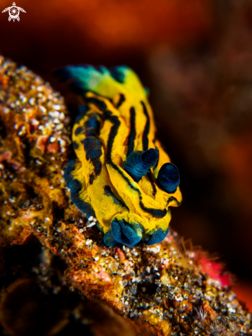 A Nudibranch