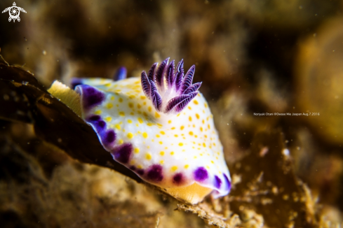 A Chromodoris aureopurpurea Collingwood, 1881 | Nudibranch