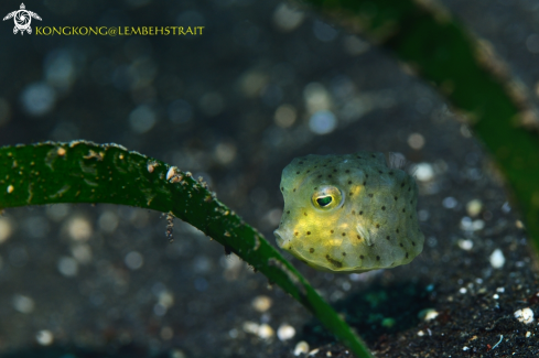 A Boxfish