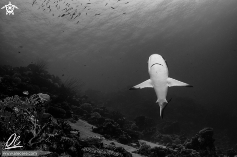 A Grey reef shark