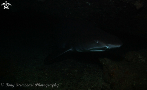 A Grey nurse shark