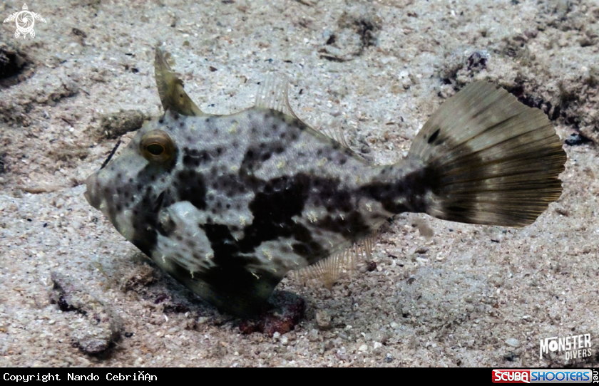 A Bristle-tailed filefish
