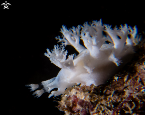 A Nudibranch