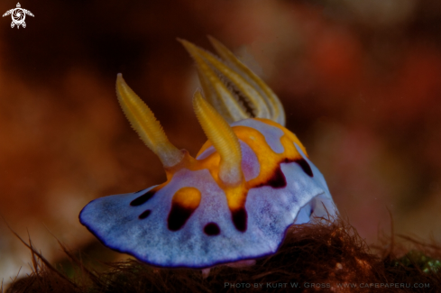 A Chromodoris sp. | Nudibranche