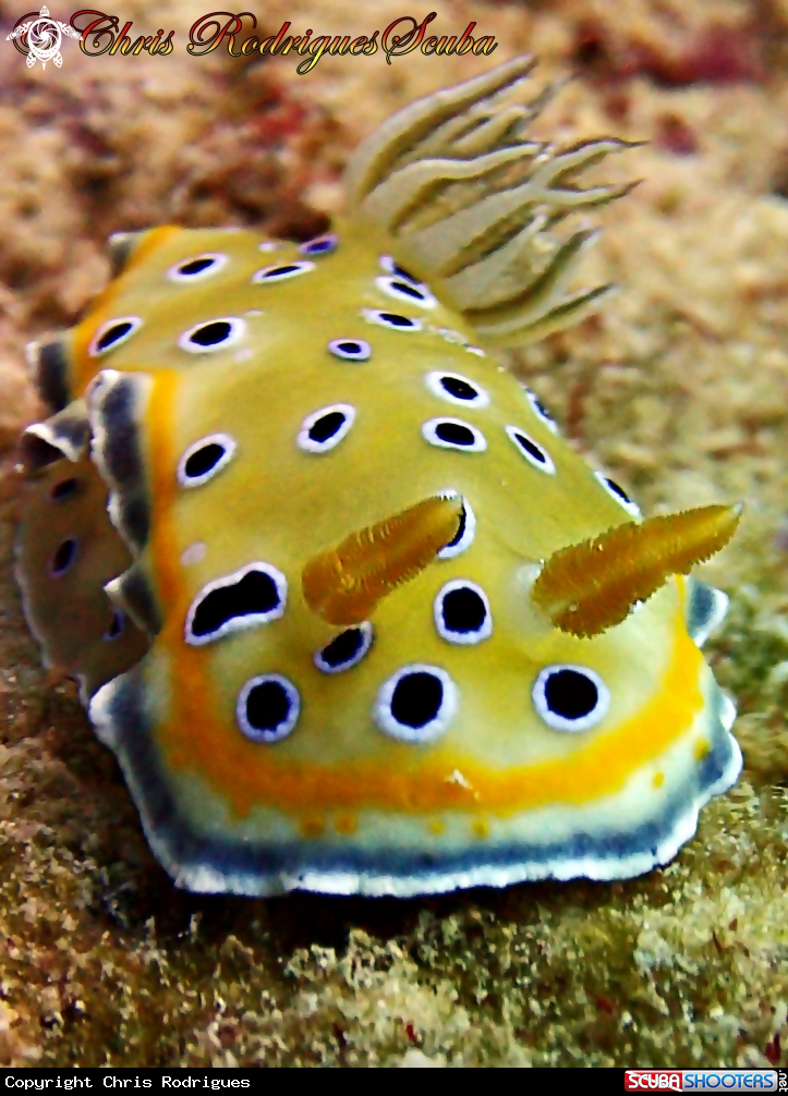 A Twin Sea Slug 
