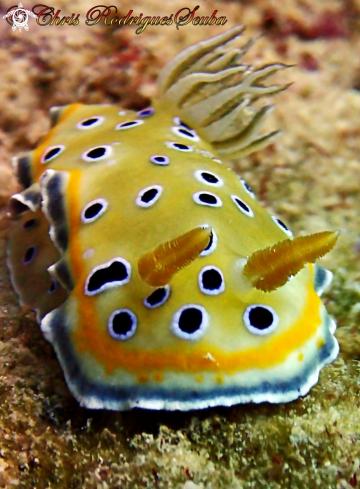 A Goniobranchus geminus | Twin Sea Slug 