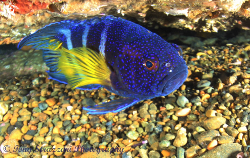 A Eastern Blue Devilfish