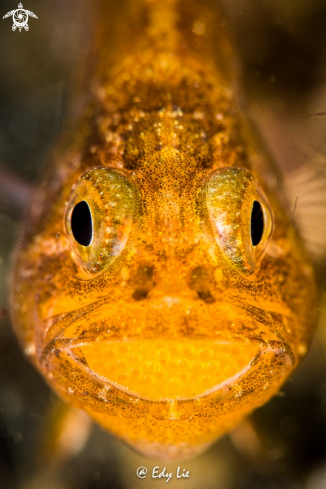 A Cardinal Fish full eggs