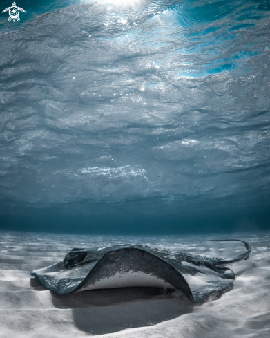 A Southern Stingray