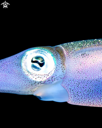 A reef squid