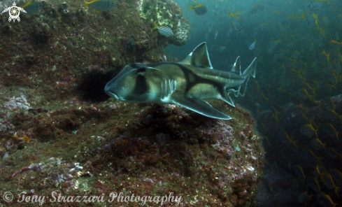 A Heterodontus portusjacksoni | Port Jackson shark