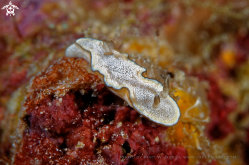 A Noumea angustolutea | Nudibranche