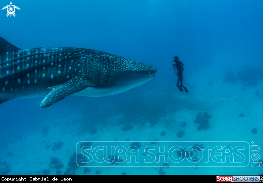 A Whale shark/diver