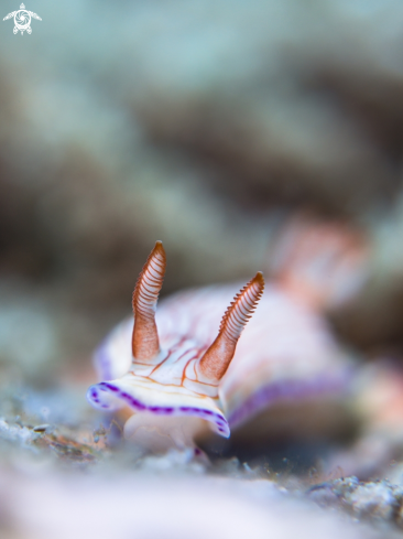 A Hypselodoris sp. | Nudibranch