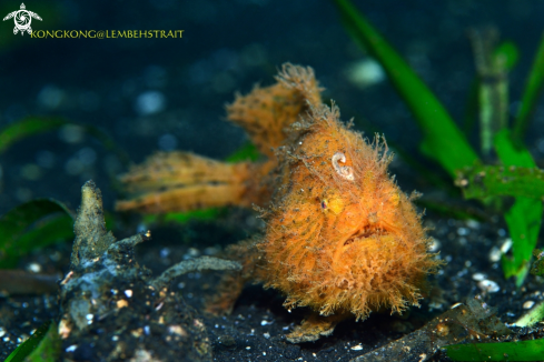 A Hairy Frogfish