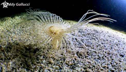 A Cerianthus membranaceus | Cerianto - Cerianthus