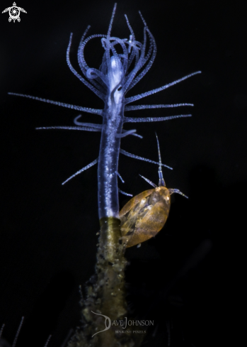 A Amphipod | Ladybug