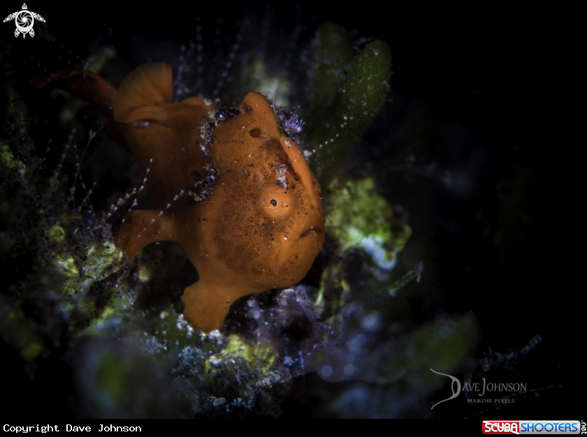 A Painted Frogfish