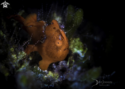 A Painted Frogfish