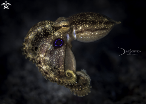 A Ocellated Octopus