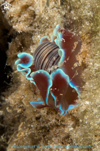 A Hydatina physis | Nudi