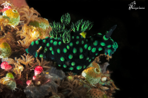 A Nembrotha cristata  | Nudibranch