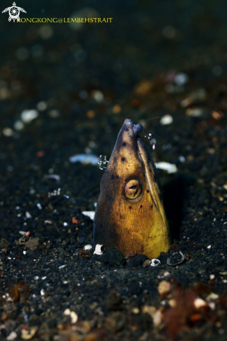 A Snake Eel