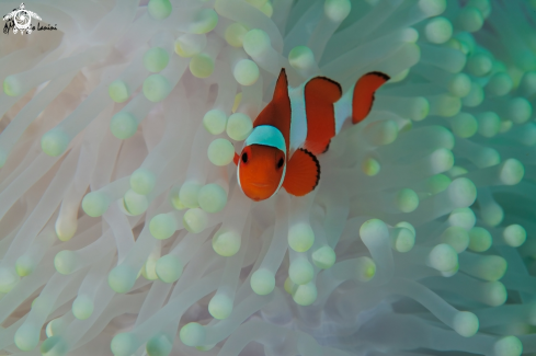 A Clownfish