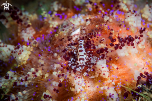 A Coleman shrimp | SHRIMP