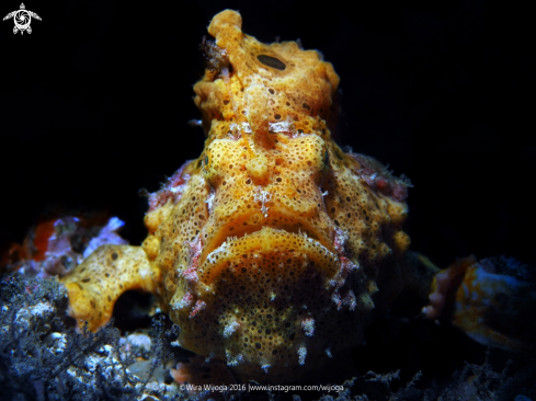 A Warty Frogfish