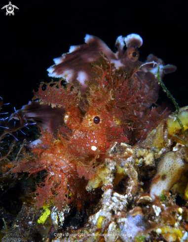 A Rhinopias Frondosa & Rhinopias Eschemeyeri | Weedy and Paddle Flap Rhinopias