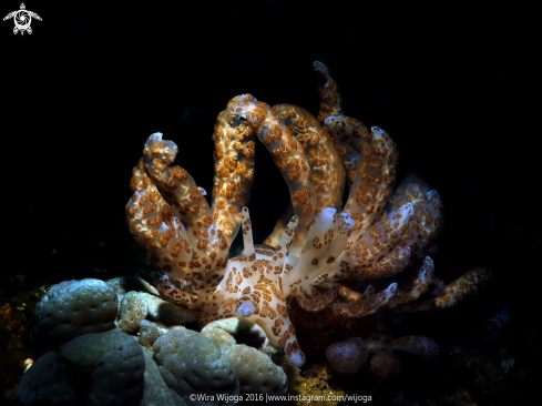 A Solar Powered Nudibranch