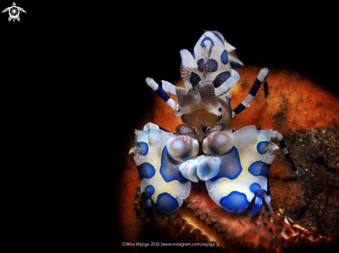 A Harlequin Shrimp