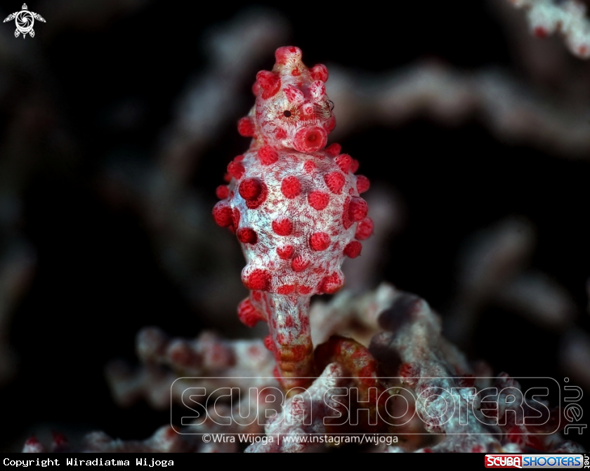 A Red Pygmy Seahorse