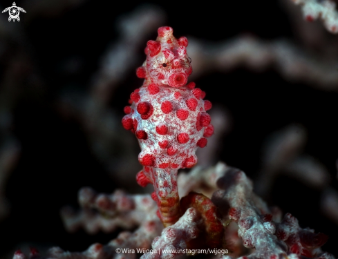 A Red Pygmy Seahorse