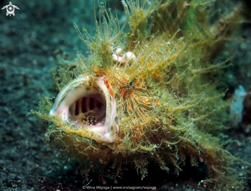 A Antennarius Striatus | Hairy Frogfish