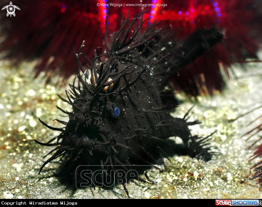 A Black Hairy Frogfish